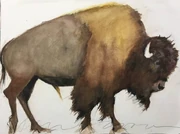 Ancestral bison