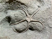 Fossil Brittle Star Palaeocoma