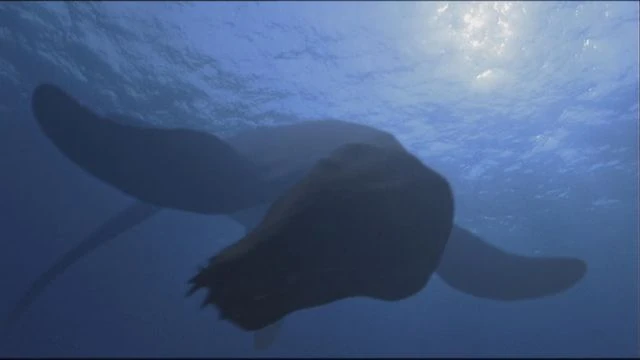 Plesiopleurodon Dinopedia Fandom