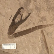 Acutiramus cummingsi claw at the Yale Peabody Museum