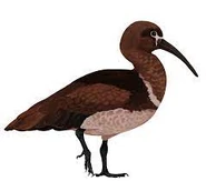 Mopsitta moment 2.jpeg (5 KB) A reconstruction of Mopsitta as an ibis relative by Jack Wood