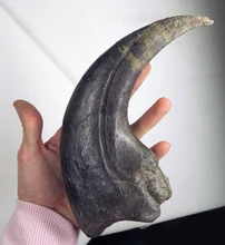 The enlarged claw of Baryonyx