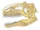 DeadEconomy/Allosaurus: Now 3 different genera
