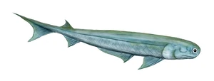 Acanthodes BW-1-