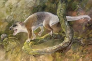 Reconstruction of Anatoliadelphys maasae