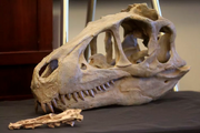 Utahraptor skull.png