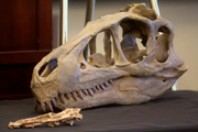 Utahraptor skull