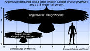 Argentavis-size