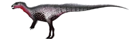 Gideonmantellia flipped transparent