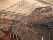 Skeletal reconstruction of Albertosaurus