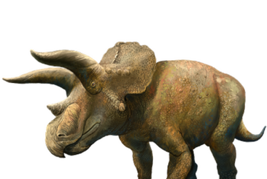 Triceratops 0.8 Dent Formation de Lance Comté de -  Canada