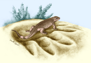 Art reconstruction of Eocasea martini