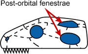 Fenestrae