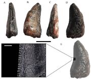 Niger Theropod Teeth 4qwkmqklklqwwkl