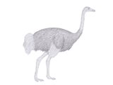 Asian ostrich