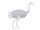 Asian Ostrich