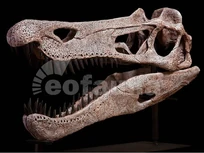 A realistic Baryonyx skull Replication