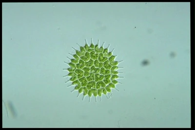 Green algae