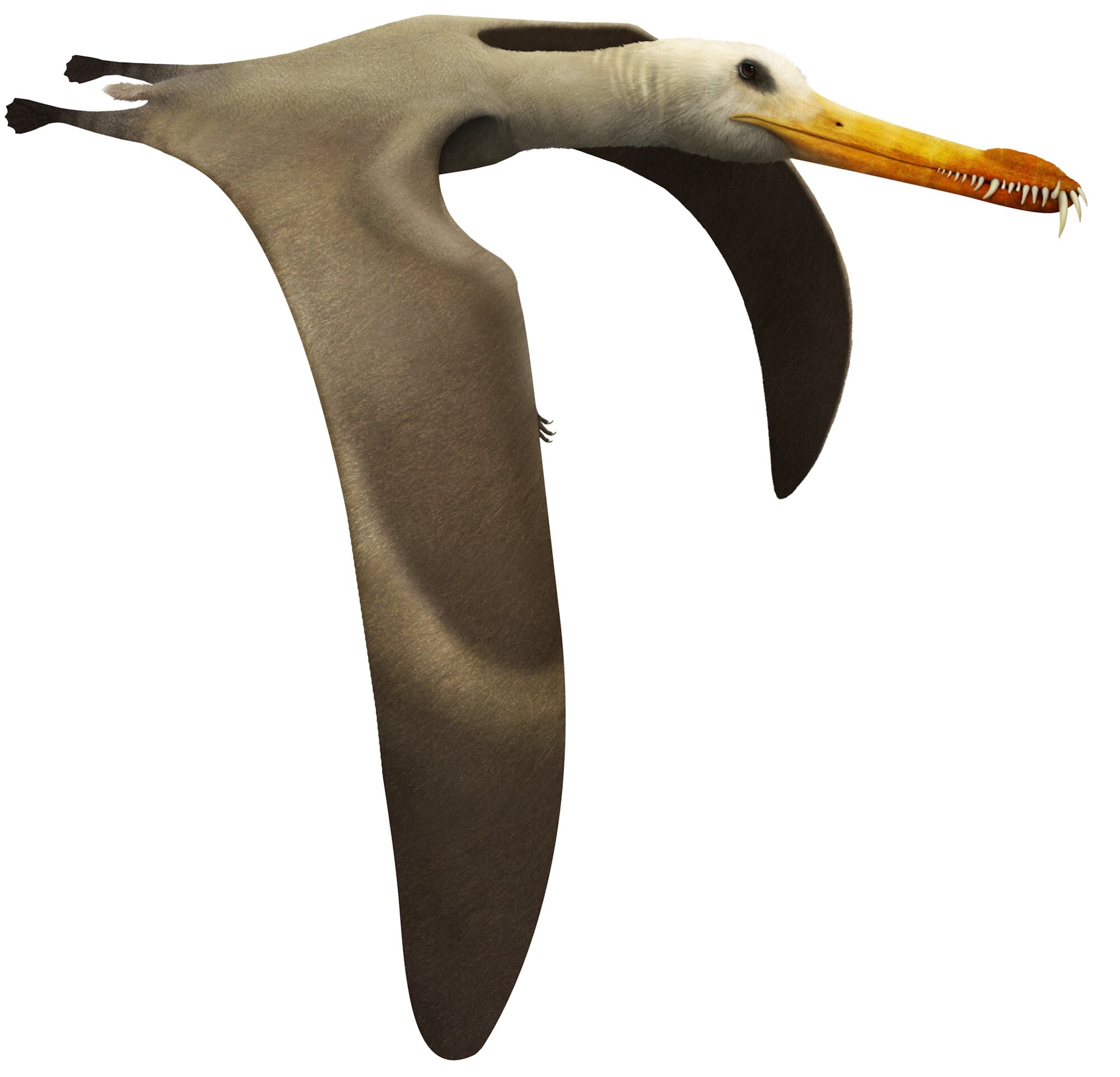 Soaring Ordosipterus #earlycretaceous #mesozoic #pterosauria # pterodactyloidea #dsungaripteridae #ordosipterus #china by: @pnsozcyy