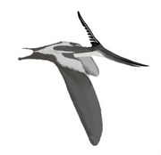 Life restoration of a male Pteranodon longiceps