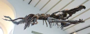 Machimosaurus sp. fossil skeleton.