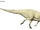 Arenysaurus