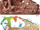 Asiatyrannus