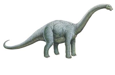 Bothriospondylus 0001