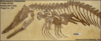 Ectenosaurus