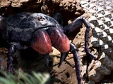 Mesothelae