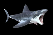 Helicoprion River Monsters.jpg (48 KB) Helicoprion in River Monsters "Prehistoric Terror".
