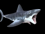 Helicoprion