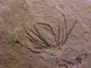 Yuknessia fossil