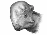 Unnamed Pachycephalosaur
