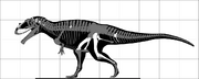 Tameryraptor skeletal