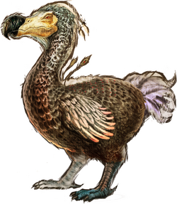 Dodo Bird Facts  Raphus cucullatus - A-Z Animals