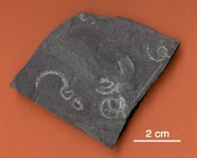 Fossil of Monograptus