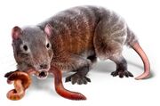Megazostrodon na0qhu.jpg