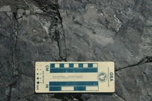 Smallest-dinosaur-tracks-2