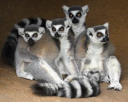 Ring-tailed lemurs