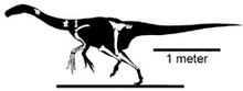 Erliansaurus skeleton