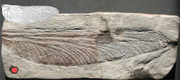 Fossil wing of Stephanotypus schneideri