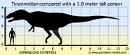 The average estimated size of an adult Tyrannotitan to a 1.8 meter tall person.