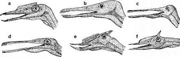 Heads of Pterodactyloids