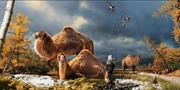 Illustration High Arctic Camel on Ellesmere Island