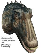 Kaatedocus head.jpg