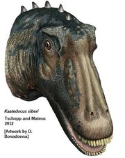 Kaatedocus head