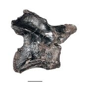 Arctosaurus