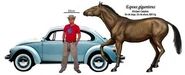 Equus giganteus.jpg (15 KB)