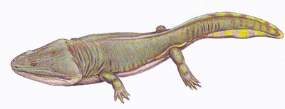 Metoposaurus diagnosticus kraselovi 1DB